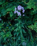 Hesperis sibirica