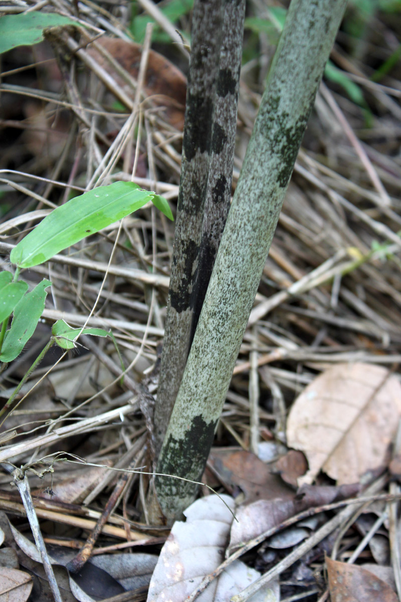 Изображение особи Gonatopus boivinii.