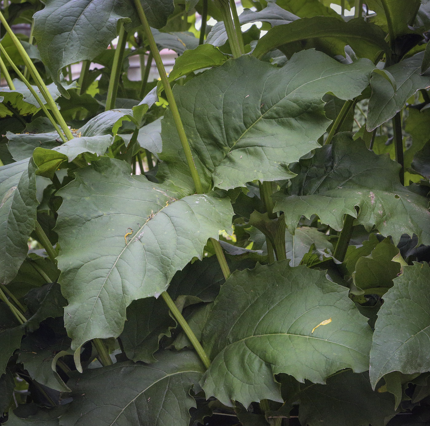 Image of Silphium perfoliatum specimen.