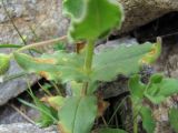 Cerastium undulatifolium. Часть побега с поражёнными листьями. Кабардино-Балкария, Эльбрусский р-н, долина р. Ирикчат, ок. 3100 м н.у.м., альпийская пустошь. 06.07.2020.