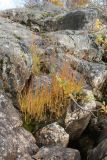 Molinia caerulea. Плодоносящее растение с листвой в осенней окраске. Мурманская обл., Кольский р-н, долина р. Титовка ниже автодороги А138 Мурманск — Печенга, Мельничные водопады, в расщелине скалы у верхнего водопада рядом с развалинами. 23.09.2020.