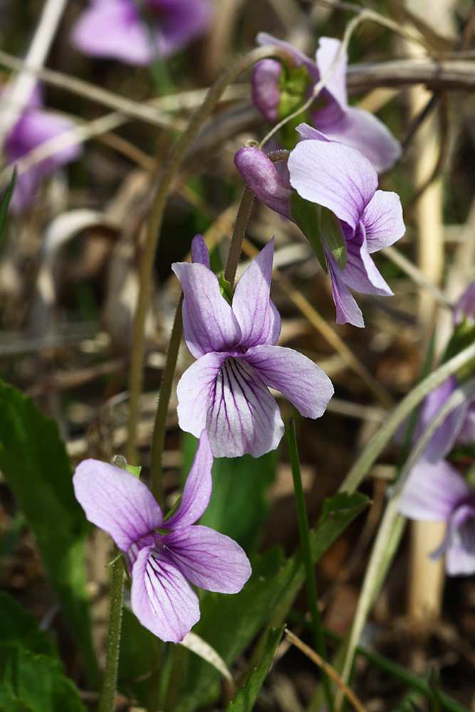 Изображение особи Viola prionantha.