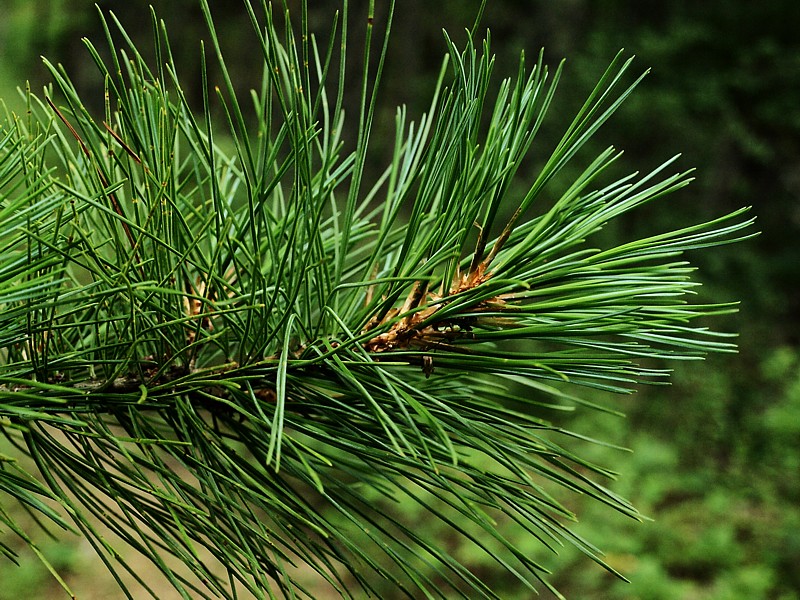 Изображение особи Pinus koraiensis.