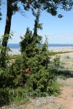 Juniperus communis. Молодое растение. Ленинградская обл., Ломоносовский р-н, окр. Шепелёвского маяка; п-ов Каравалдай, побережье Финского залива, верхняя часть песчаного берегового вала. 21.06.2020.