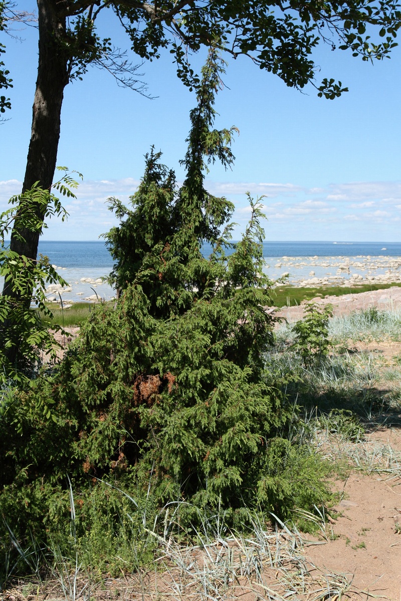 Изображение особи Juniperus communis.