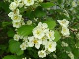 genus Crataegus. Цветки и листья. Донецк, бот. сад. 01.05.2019.