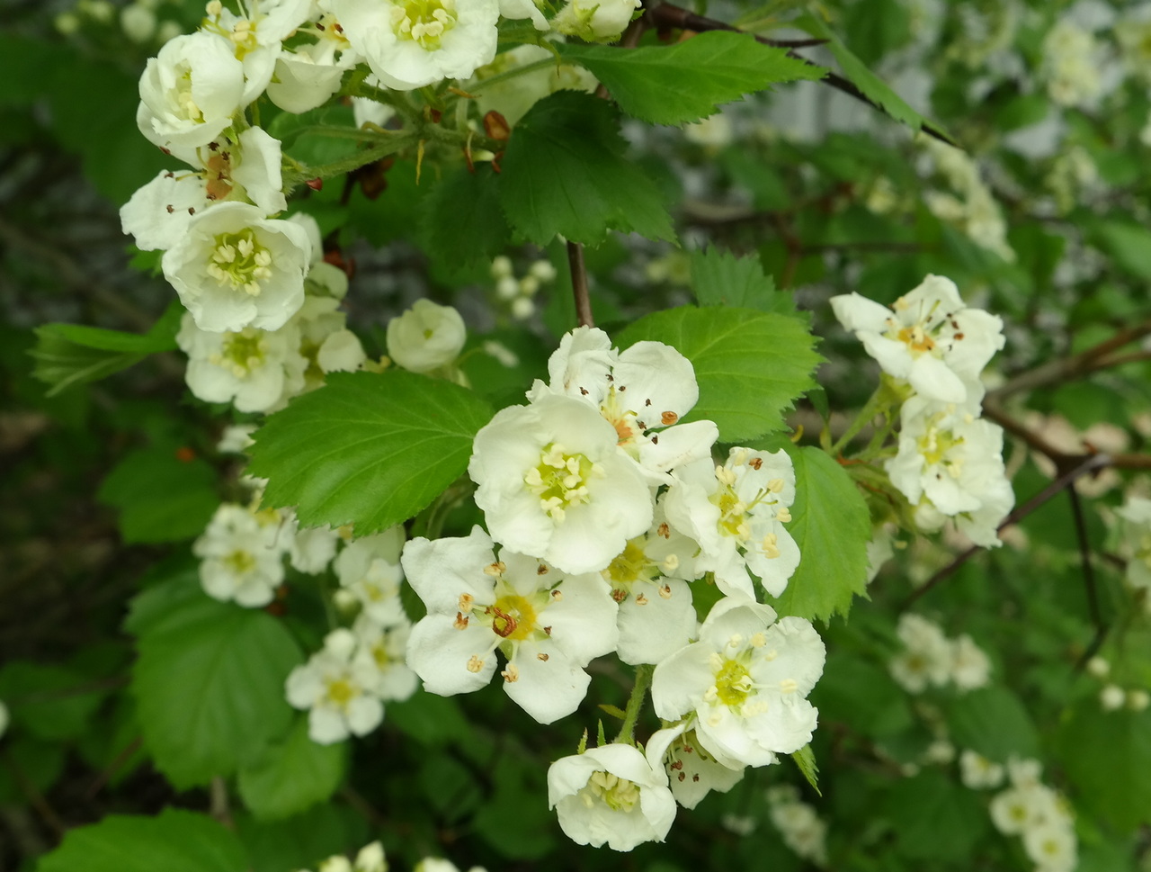 Image of genus Crataegus specimen.