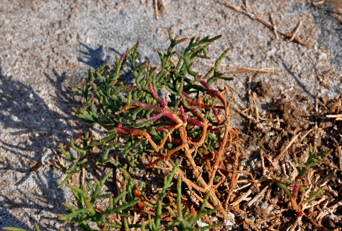 Image of genus Salicornia specimen.