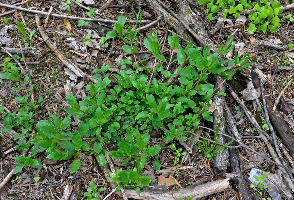 Image of Stellaria nemorum specimen.