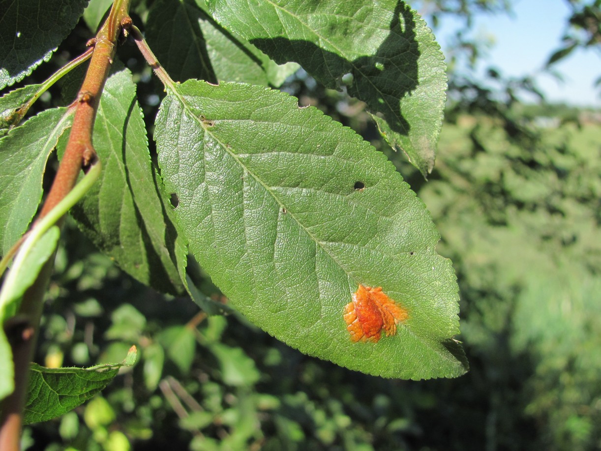 Image of Prunus cerasifera specimen.
