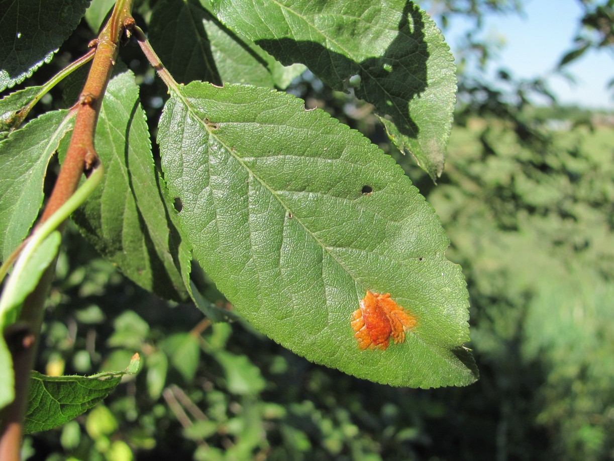 Изображение особи Prunus cerasifera.