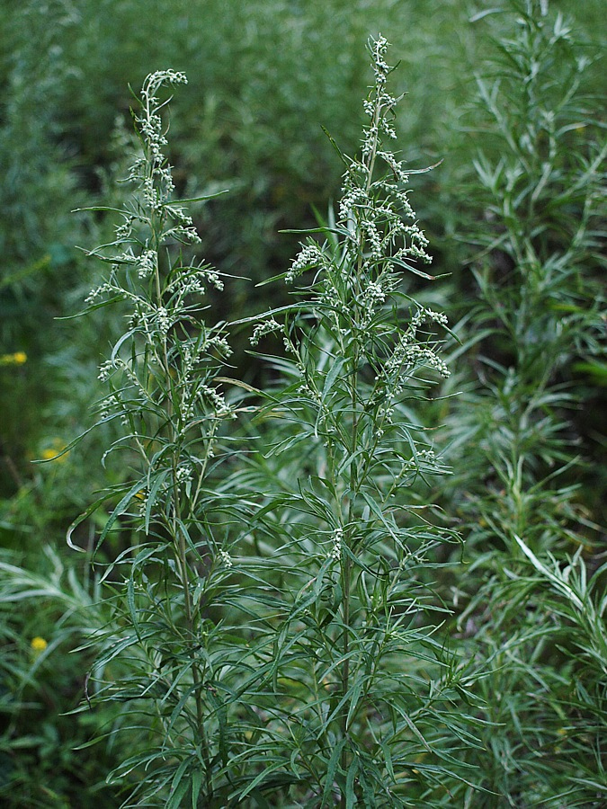 Image of genus Artemisia specimen.