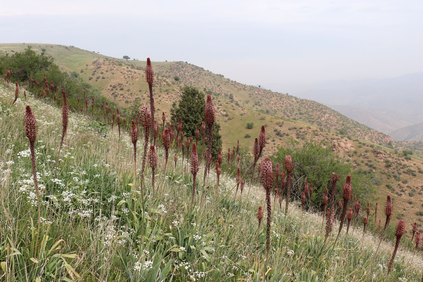 Изображение особи Eremurus regelii.