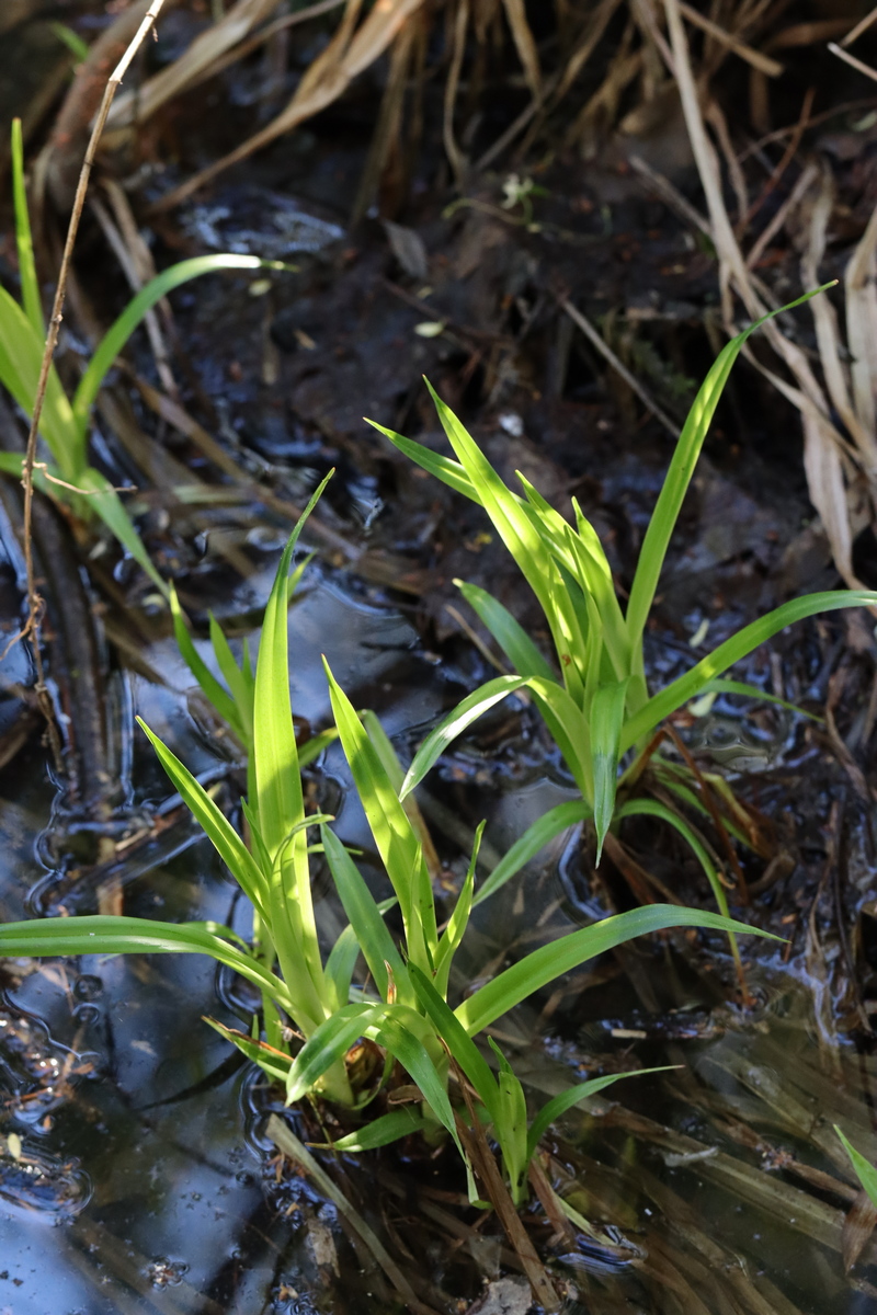 Image of Scirpus sylvaticus specimen.