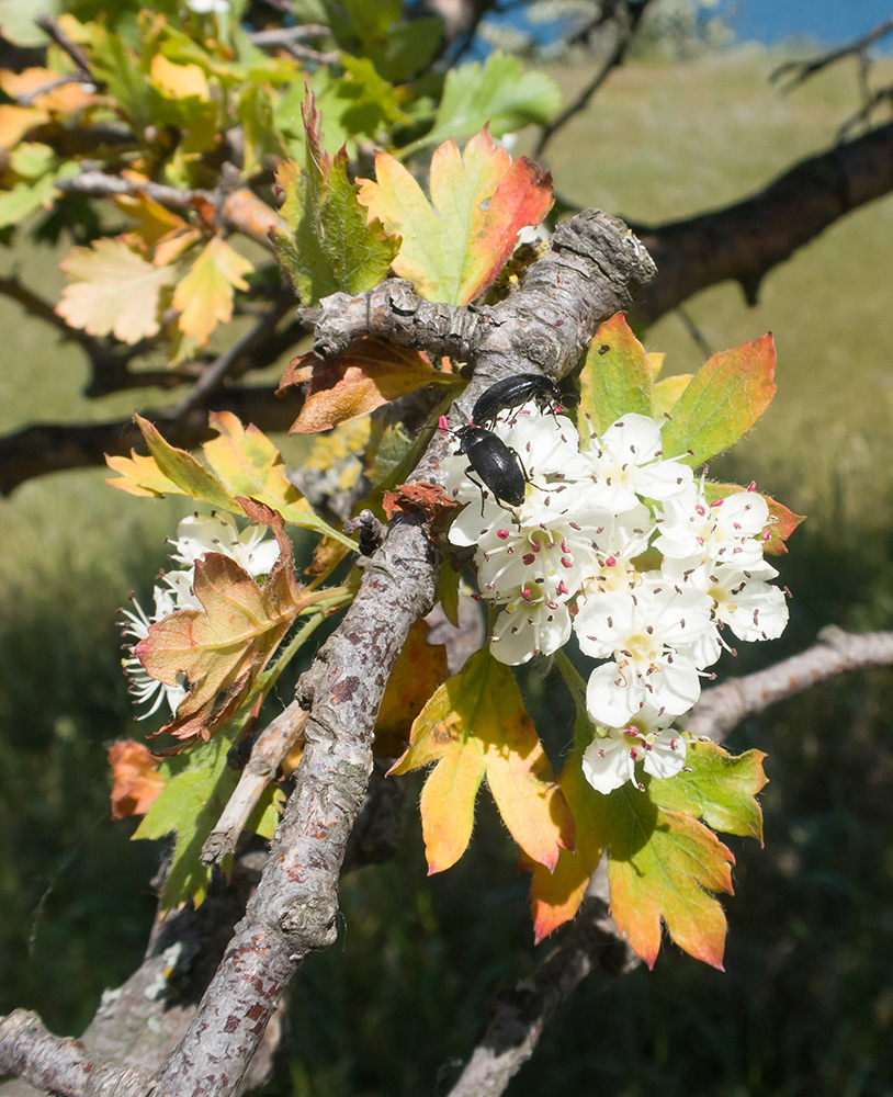 Image of Crataegus rhipidophylla specimen.