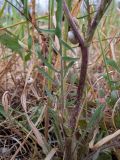 Crepis rhoeadifolia