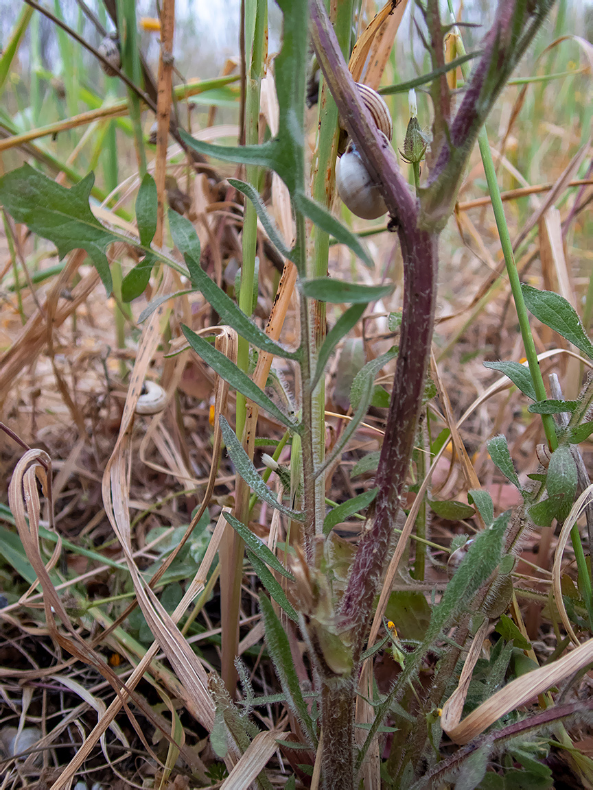 Изображение особи Crepis rhoeadifolia.