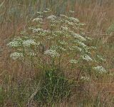 Falcaria vulgaris