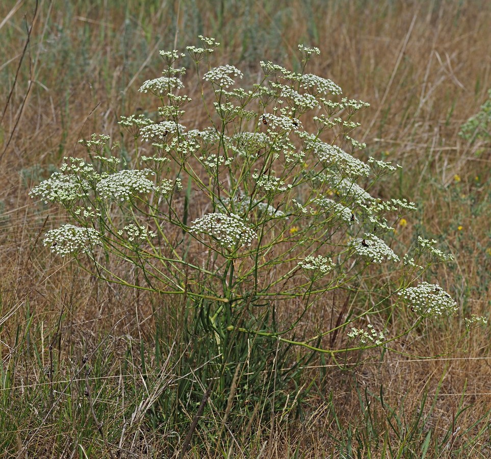 Изображение особи Falcaria vulgaris.