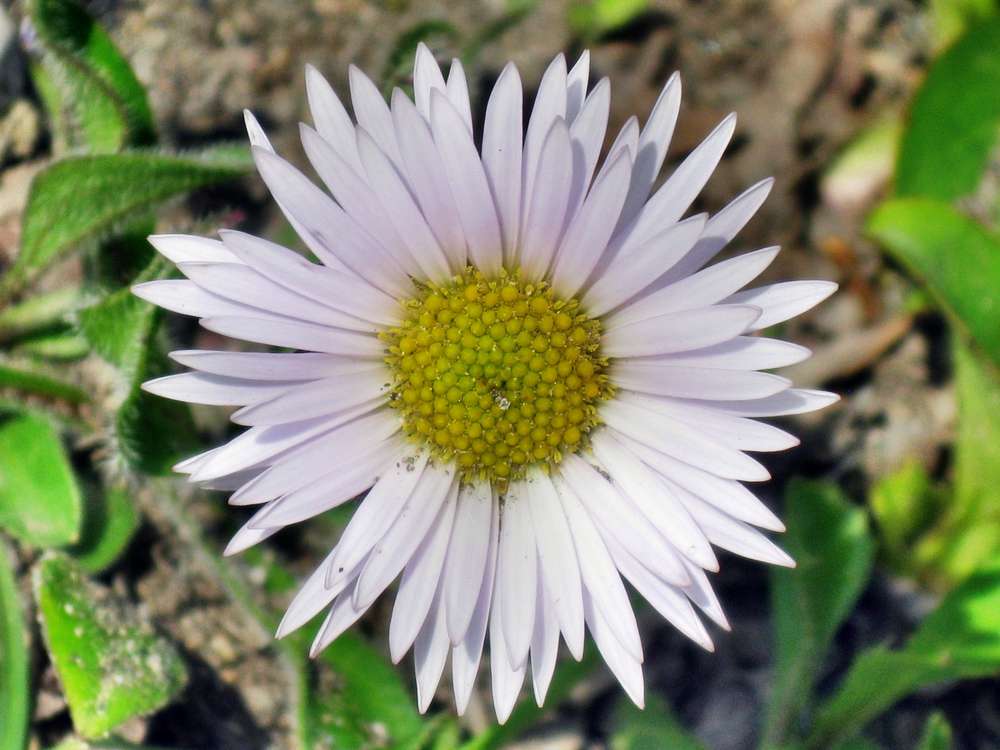 Image of Erigeron komarovii specimen.