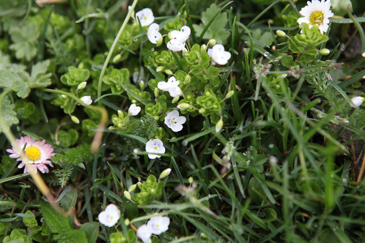 Изображение особи Veronica filiformis.