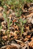 Senecio viscosus