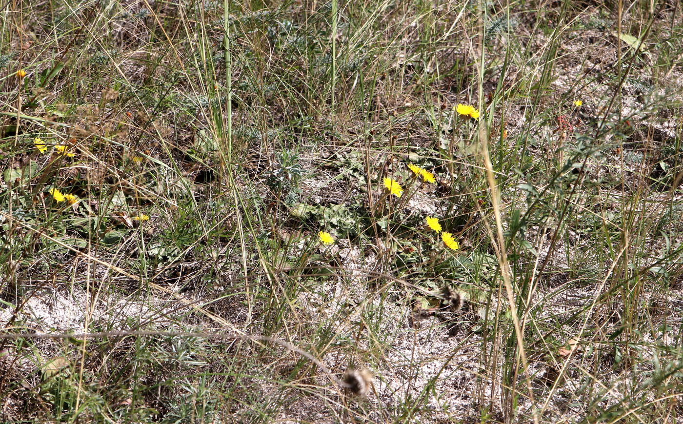 Изображение особи Taraxacum serotinum.