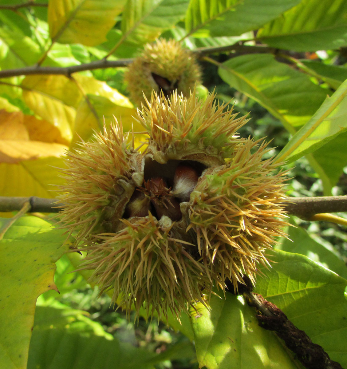 Image of Castanea mollissima specimen.