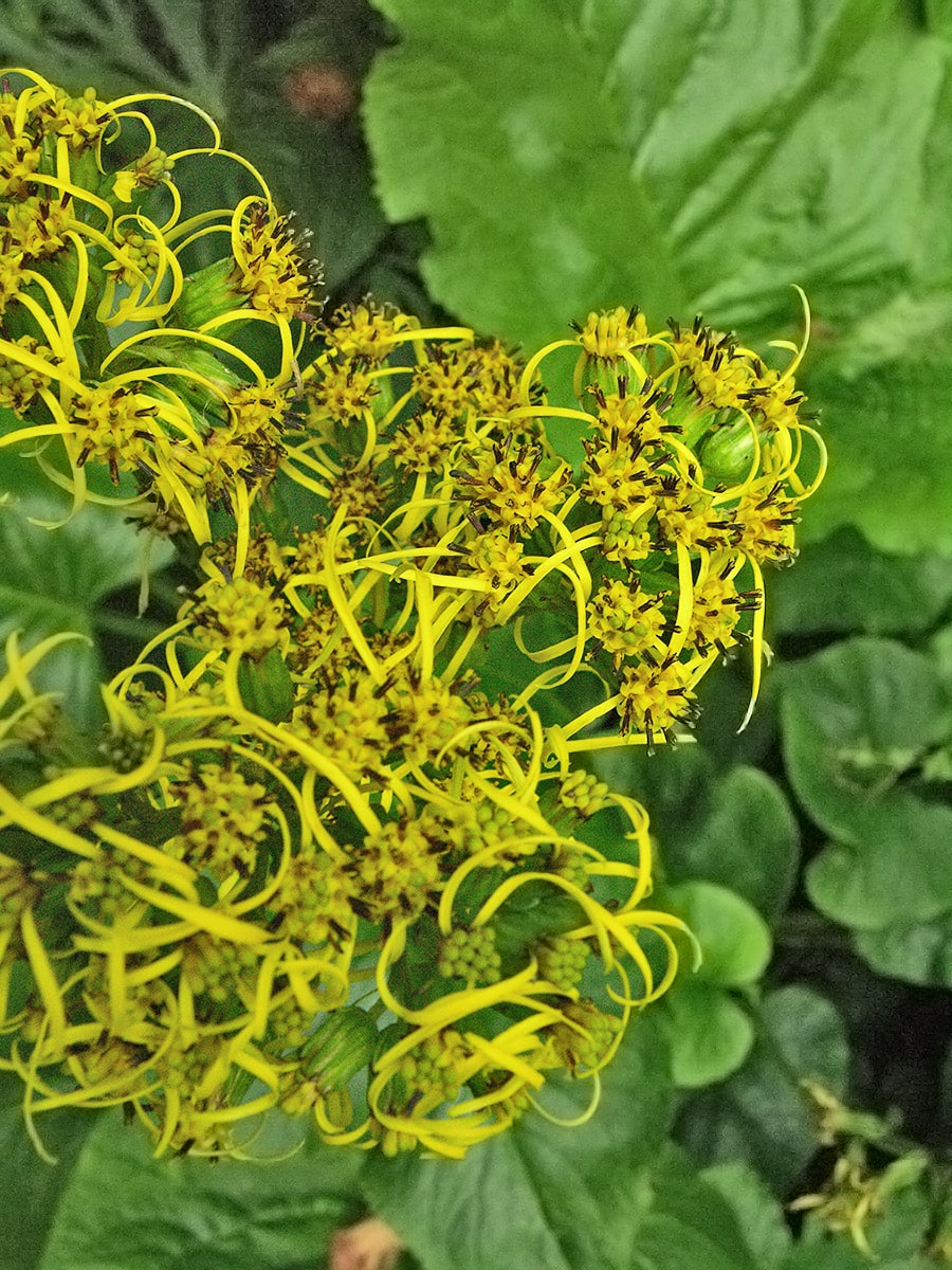 Image of genus Ligularia specimen.