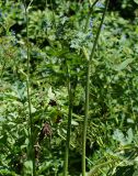 Heracleum sibiricum