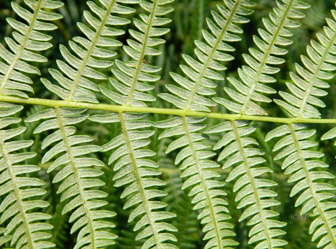 Изображение особи Pteridium aquilinum ssp. atlanticum.