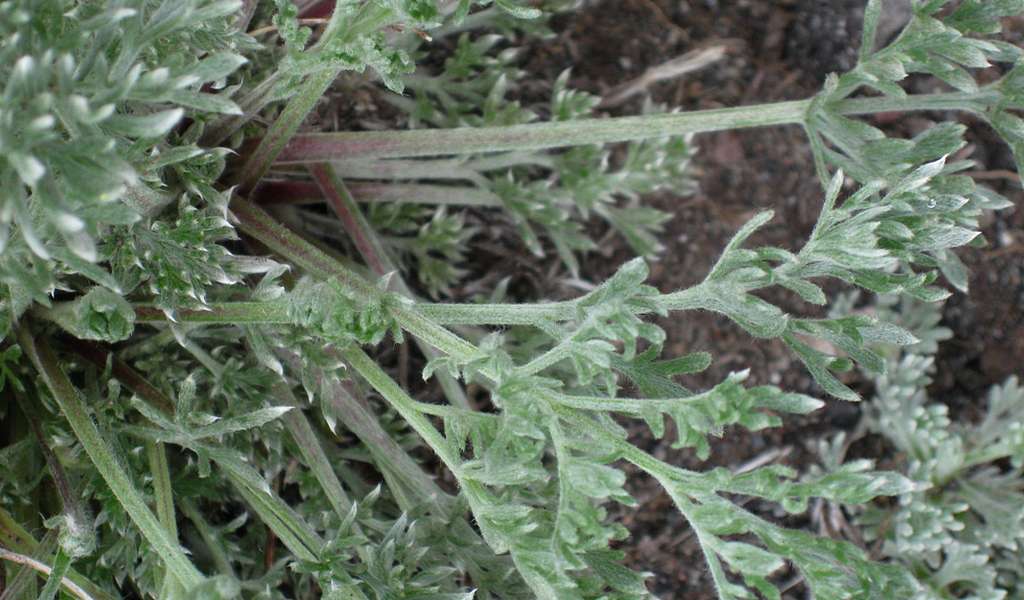 Изображение особи Artemisia borealis.