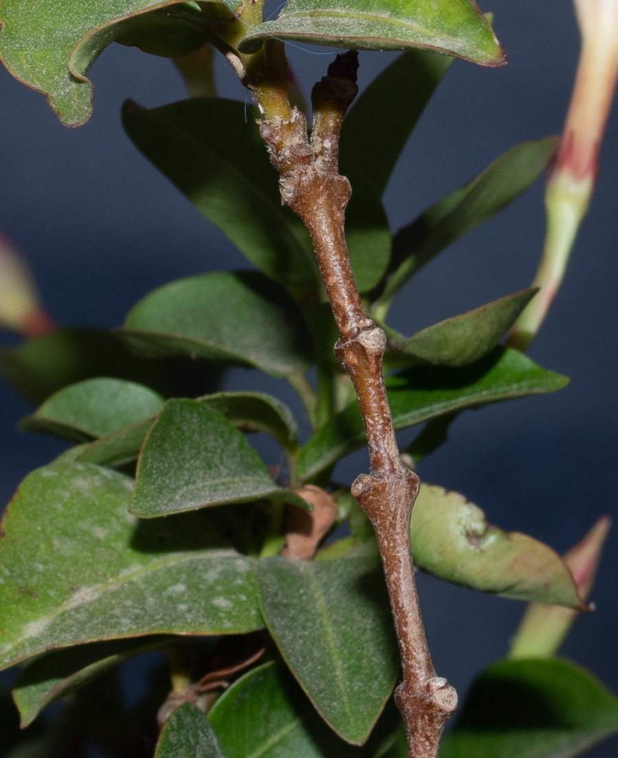 Image of Mandevilla sanderi specimen.