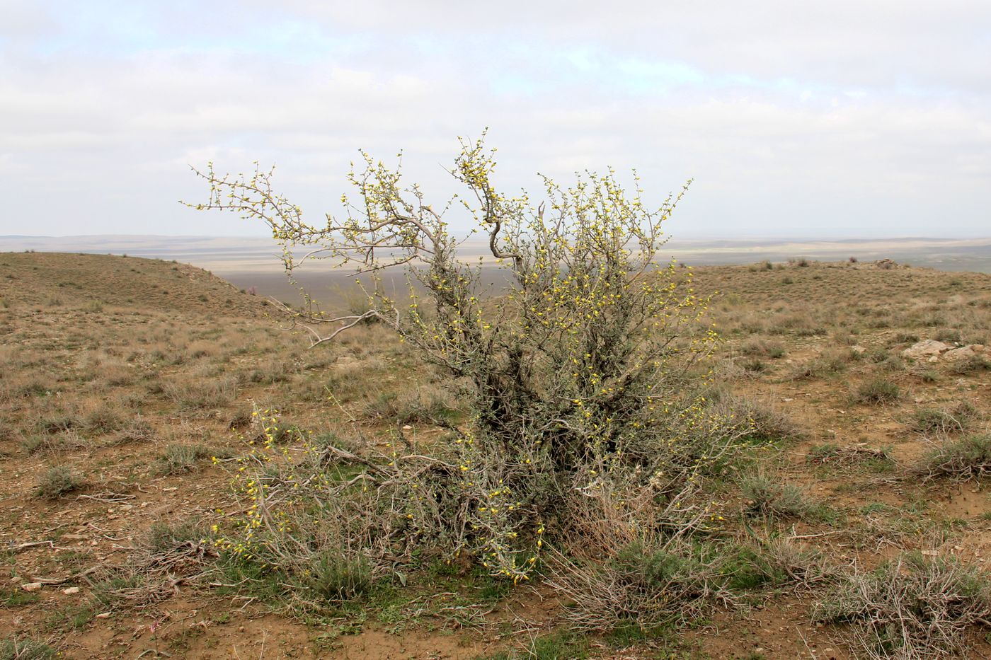 Image of Zygophyllum atriplicoides specimen.