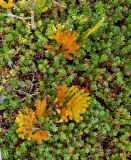 Lycopodium magellanicum. Спороносящие растения среди Gaultheria pumila. Аргентина, пров. Санта-Круз, нац. парк \"Лос-Гласьярес\", долина р. De las Vueltas выше г. Эль-Чалтен, задернованный галечник по берегу. 14.03.2014.