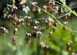 Thalictrum foetidum