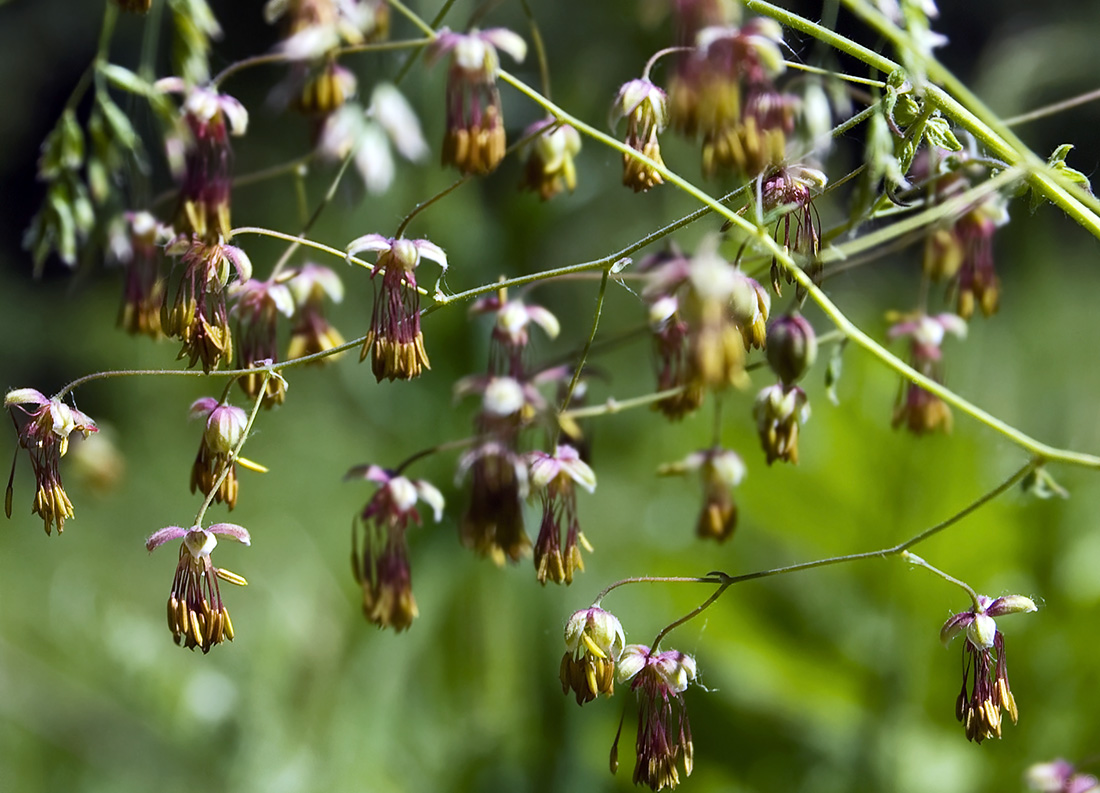 Image of Thalictrum foetidum specimen.