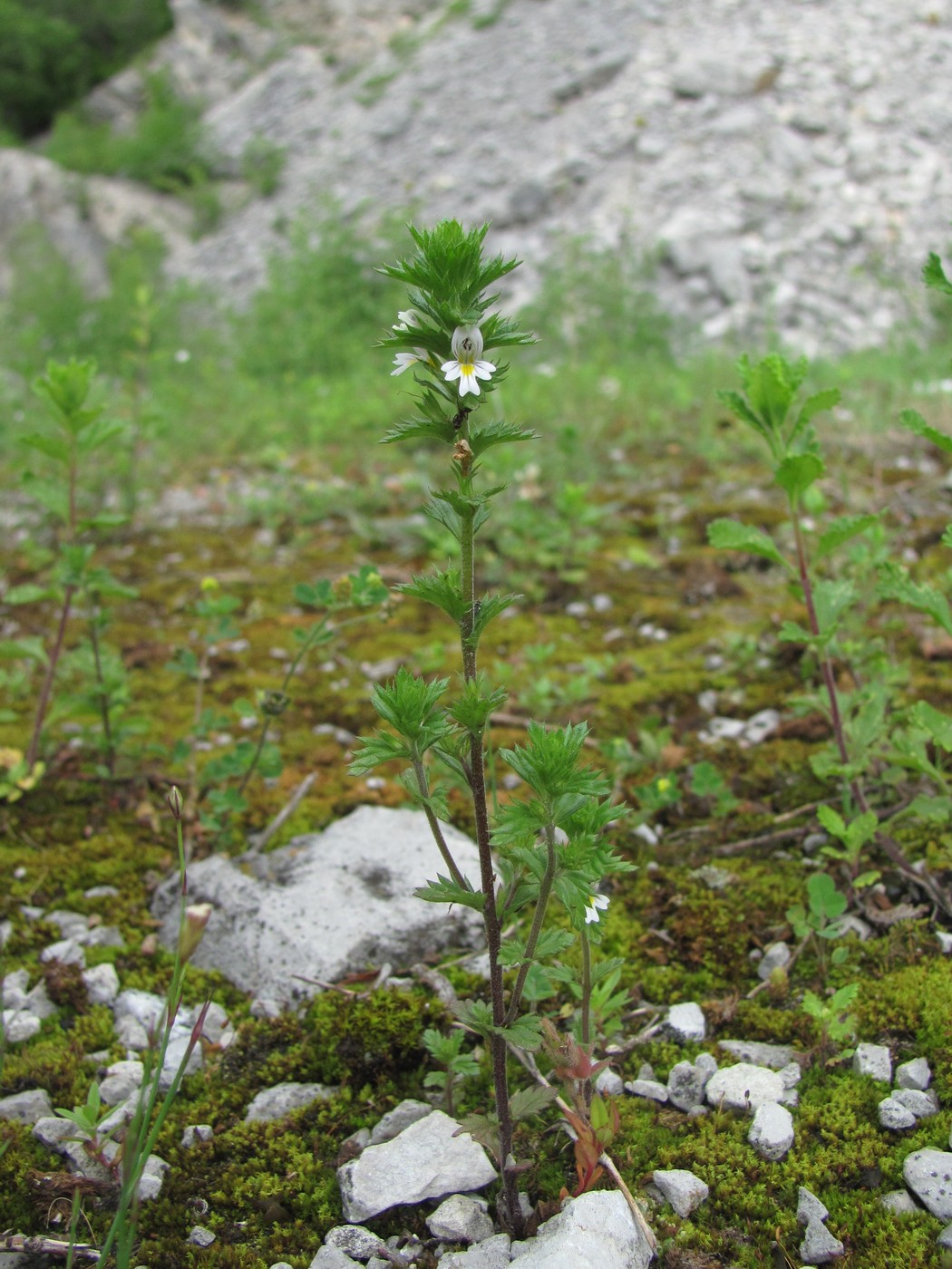 Изображение особи Euphrasia caucasica.