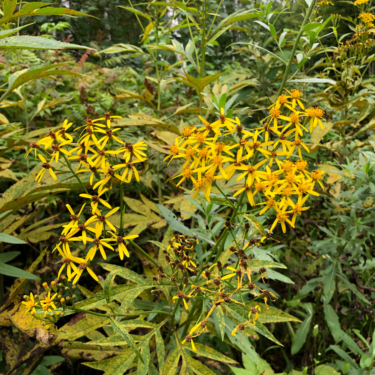 Image of Senecio cannabifolius specimen.