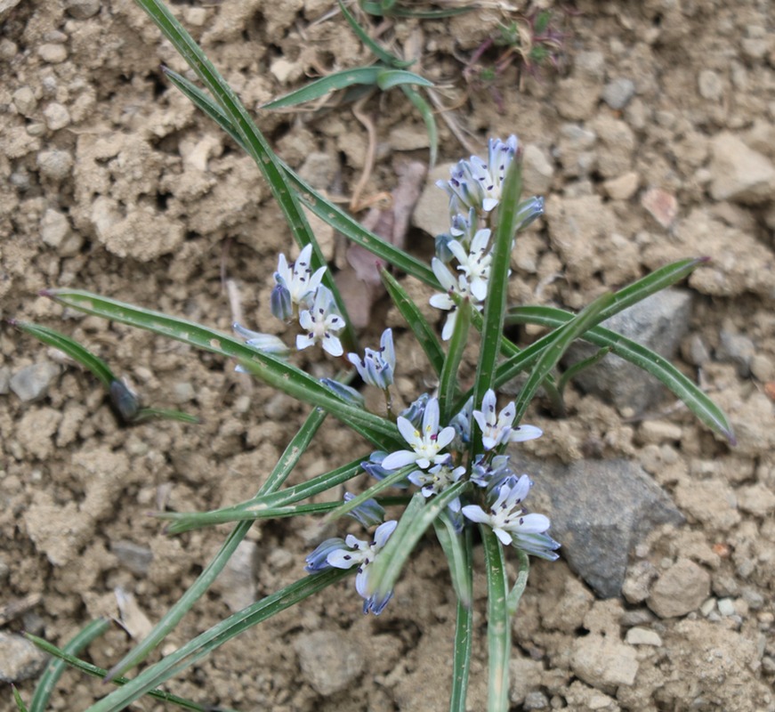 Изображение особи Hyacinthella atropatana.