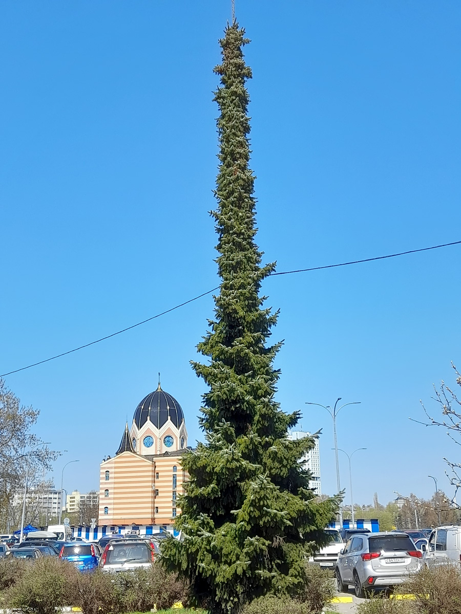 Изображение особи род Picea.