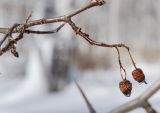 род Crataegus. Верхушка ветки с прошлогодними плодами. Башкортостан, Учалинский р-н, Уразовский сельсовет, окр. с. Уразово, разреженный березняк с отдельными соснами (Pinus). 6 марта 2022 г.