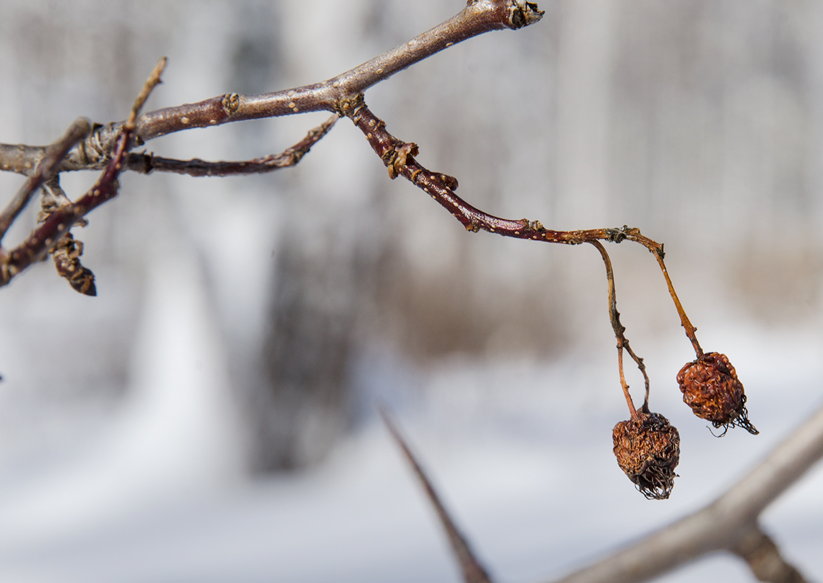 Изображение особи род Crataegus.