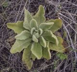 Verbascum thapsus