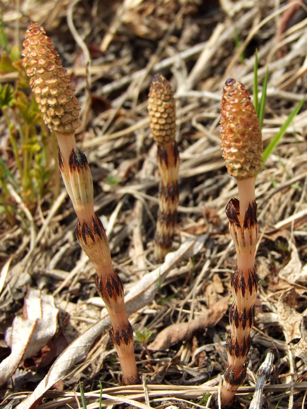 Изображение особи Equisetum arvense.