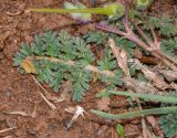 Erodium acaule