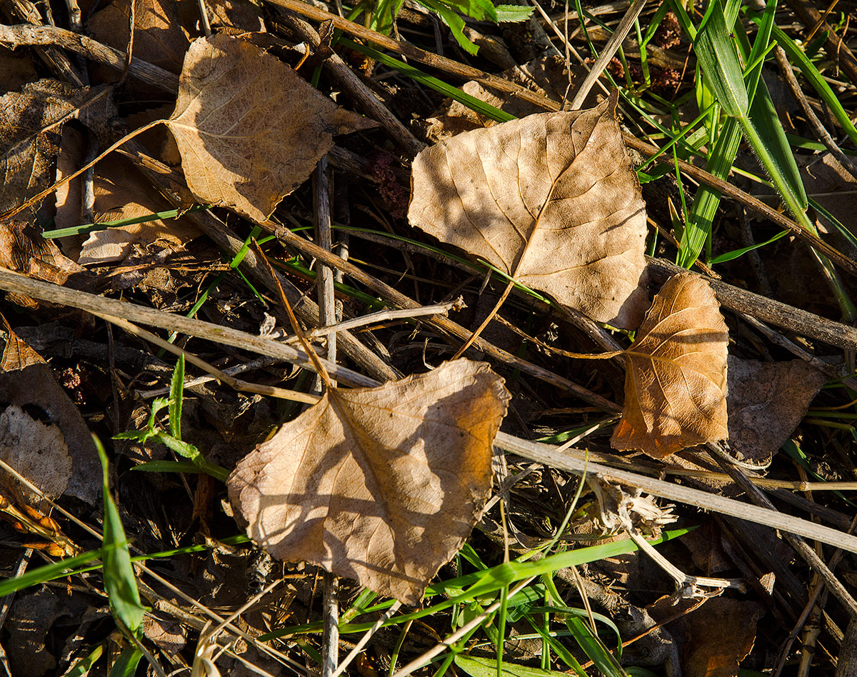 Image of Populus nigra specimen.