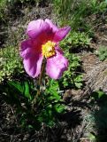 Paeonia hybrida