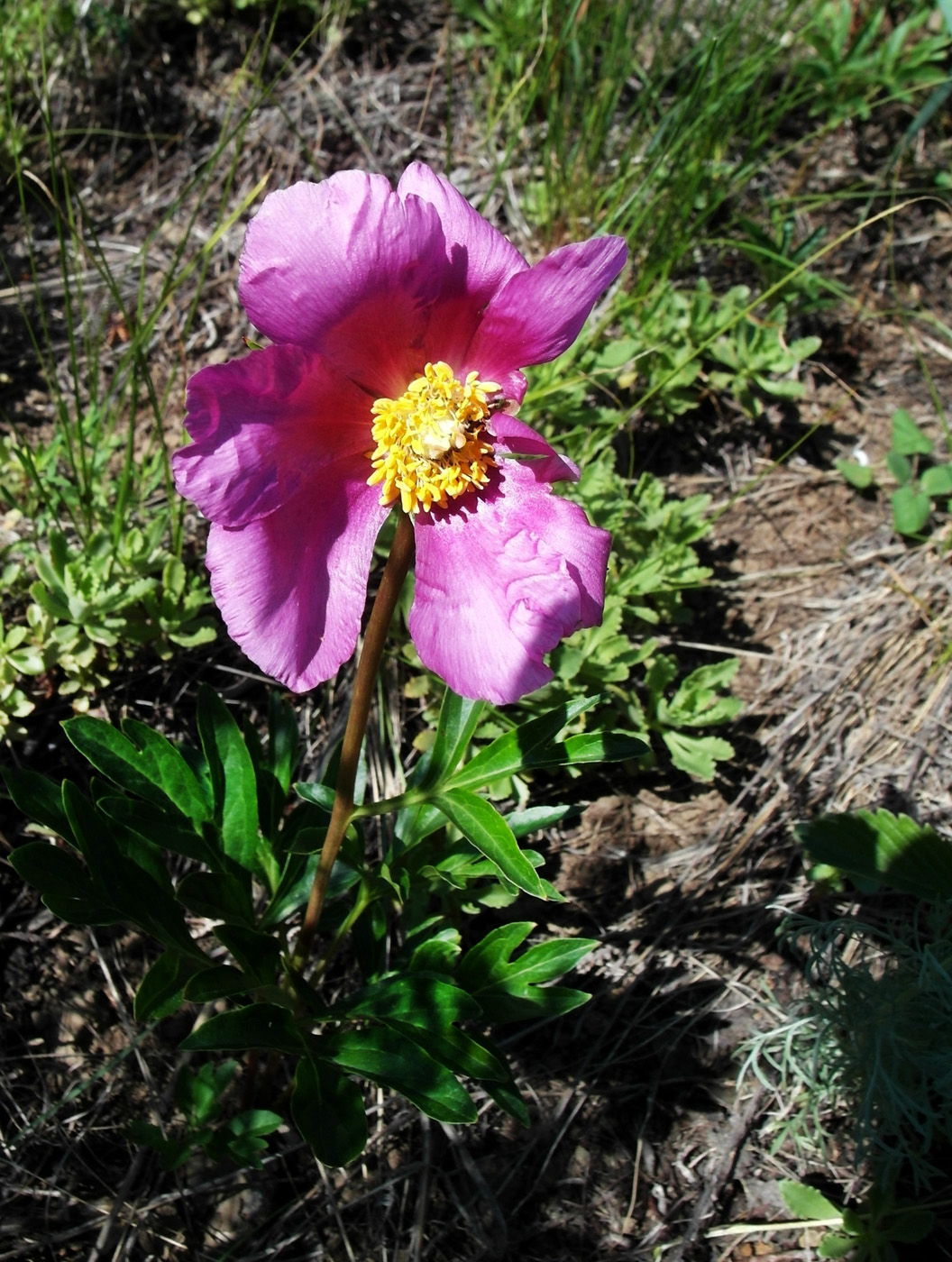 Image of Paeonia hybrida specimen.