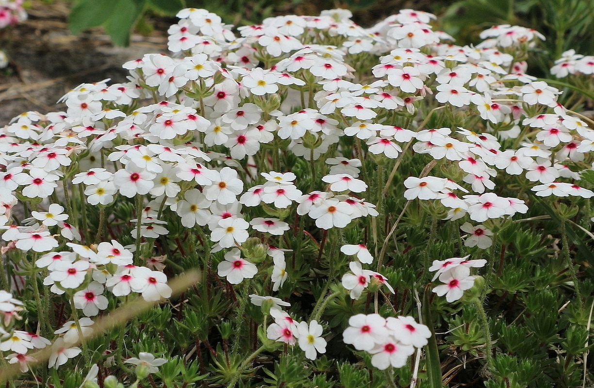 Image of Androsace barbulata specimen.